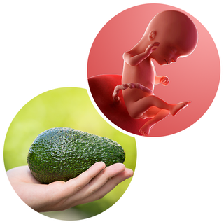 avokado.png